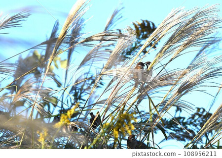日本蒲葦金內長廊 日本蒲葦金內長廊 108956211