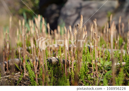 Horsetail, clay brush, Sugina, horsetail, March, April, winter, spring, grass, plant, Equisetum arvense, spore 108956226