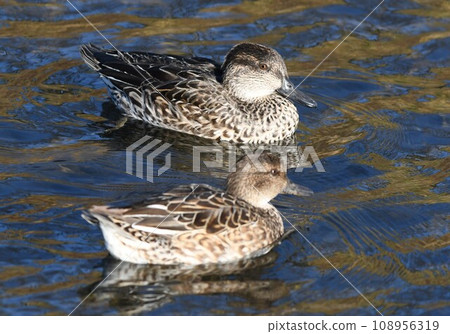Duck Kashio River Duck Kashio River 108956319