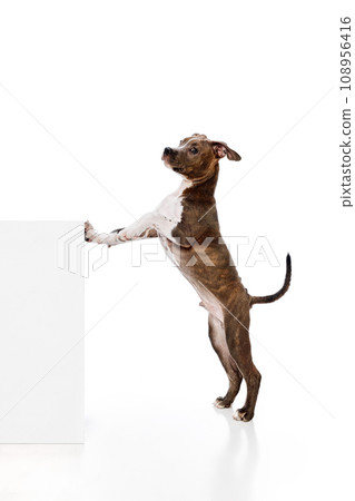 Smart, cute little dog, purebred american staffordshire terrier standign on hind legs isolated over white studio background Smart, cute little dog, purebred american staffordshire terrier standign on hind legs isolated over white studio background 108956416