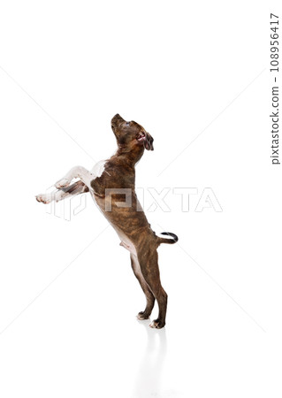 Smart, cute little dog, purebred american staffordshire terrier standign on hind legs isolated over white studio background Smart, cute little dog, purebred american staffordshire terrier standign on hind legs isolated over white studio background 108956417