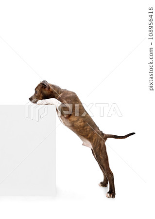 Smart, cute little dog, purebred american staffordshire terrier standign on hind legs isolated over white studio background 108956418