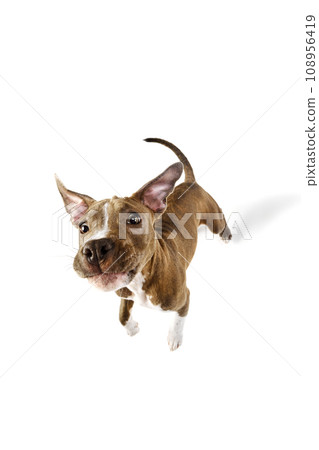 Playful little dog, puppy in motion, purebred american staffordshire terrier catching toy isolated over white studio background 108956419