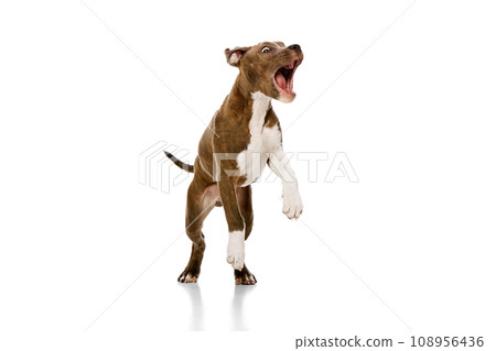 Playful, adorable, cute puppy of purebred american staffordshire terrier in motion, jumping, running isolated over white studio background 108956436