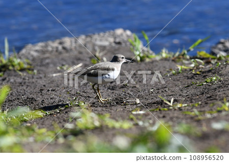 Sandpiper Kashiogawa Sandpiper Kashiogawa 108956520