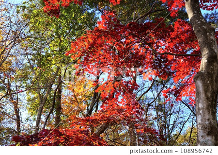 Late autumn in the Nasu Highlands - Autumn leaves near my mountain lodge Late autumn in the Nasu Highlands - Autumn leaves near my mountain lodge 108956742