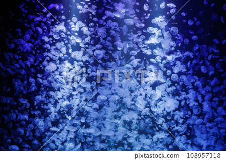 水花月水族館 108957318