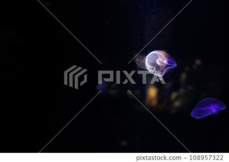 Aquarium jellyfish 108957322