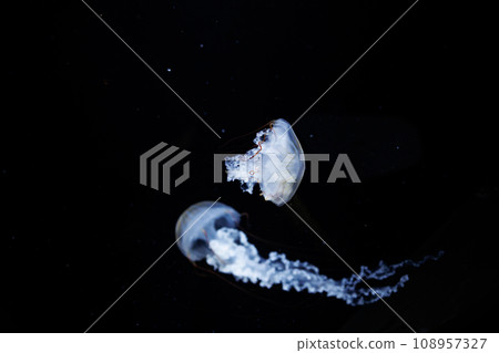 Aquarium jellyfish Aquarium jellyfish 108957327