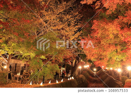 (Yamanashi Prefecture) Lake Kawaguchiko Maple Corridor Illuminated (Yamanashi Prefecture) Lake Kawaguchiko Maple Corridor Illuminated 108957533