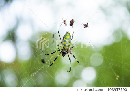 女孩蜘蛛 108957790