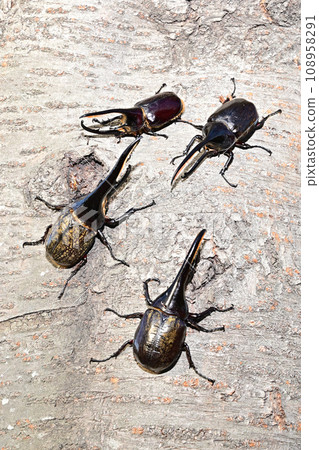 foreign insects foreign insects 108958291