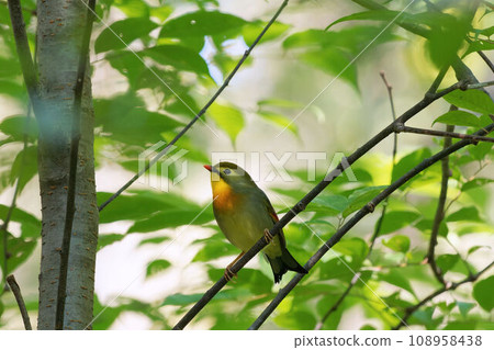 棲息在樹上的紅嘴 leiothrix 棲息在樹上的紅嘴 leiothrix 108958438