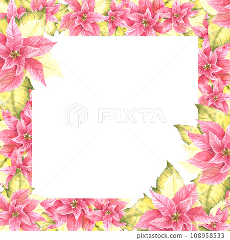 Watercolor painted square frame of pink yellow Poinsettia, Pulcherrima flowers and leaves. Traditional plant for Christmas or New Year card, winter holiday celebrate print. Isolated white background 108958533