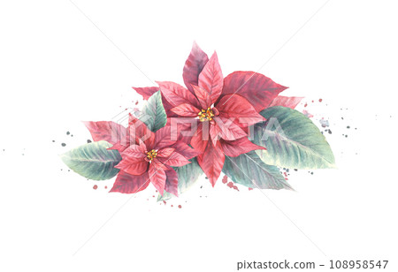 Watercolor painted compositions from red Poinsettia, Pulcherrima flowers, leaves with aquarelle splashes. Plant for Christmas or New Year card, winter holiday celebrate print Isolated white background Watercolor painted compositions from red Poinsettia, Pulcherrima flowers, leaves with aquarelle splashes. Plant for Christmas or New Year card, winter holiday celebrate print Isolated white background 108958547