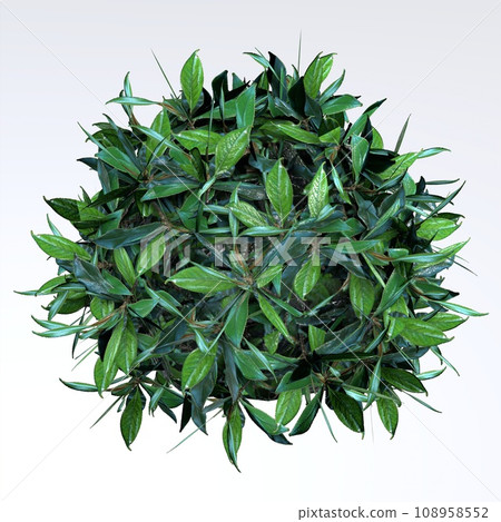Small Round Hedge isolated on white background Small Round Hedge isolated on white background 108958552