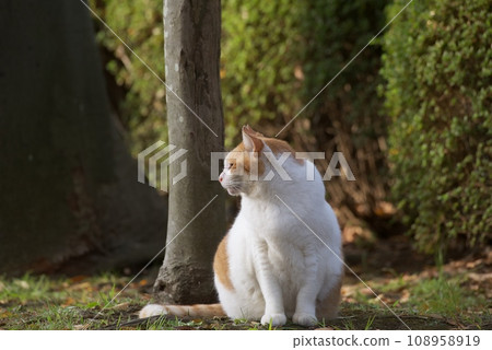 Stray cat Stray cat 108958919