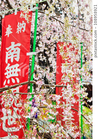 Beautiful weeping cherry blossoms at Rokkakudo, Shiunzan Chohoji Temple, Kyoto (Nakagyo Ward, Kyoto City) Beautiful weeping cherry blossoms at Rokkakudo, Shiunzan Chohoji Temple, Kyoto (Nakagyo Ward, Kyoto City) 108958921