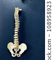 The spine is important - spinal column modeling The spine is important - spinal column modeling 108958923