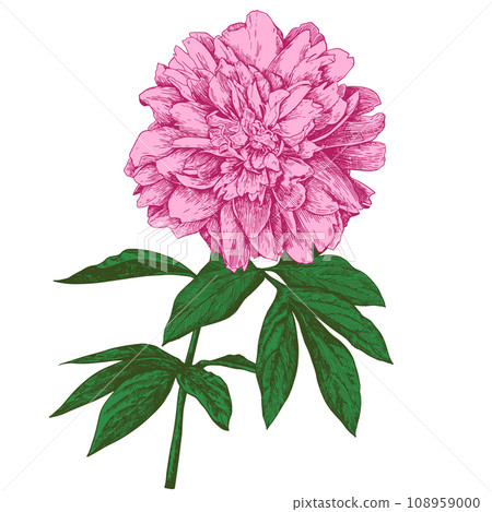 A branch of a peony with a blooming flower and leaves. Linear vintage graphics in the style of engraving. Illustration for wall drawings, invitations, wrapping paper, textiles. 108959000
