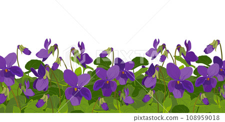 Viola is fragrant. Vector illustration. The plant, leaves and flowers are purple. Flowerbed with Viola Odorata flowers in bloom. Cosmetic, perfume and medicinal plants. Vector hand drawn illustration. Viola is fragrant. Vector illustration. The plant, leaves and flowers are purple. Flowerbed with Viola Odorata flowers in bloom. Cosmetic, perfume and medicinal plants. Vector hand drawn illustration. 108959018