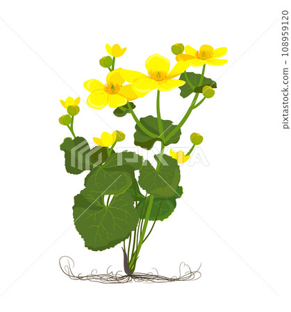Vector flowers of Marsh Marigold Vector flowers of Marsh Marigold 108959120