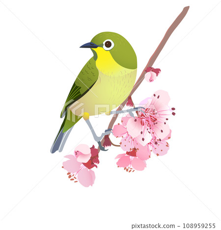 japanese nightingale on a cherry tree branch 108959255