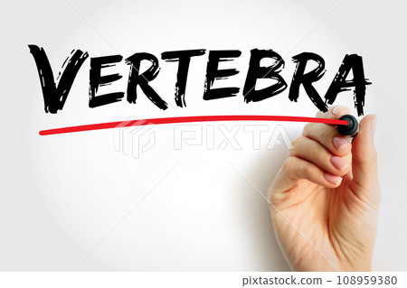 Vertebra - 33 individual, interlocking bones that form the spinal column, text concept background Vertebra - 33 individual, interlocking bones that form the spinal column, text concept background 108959380