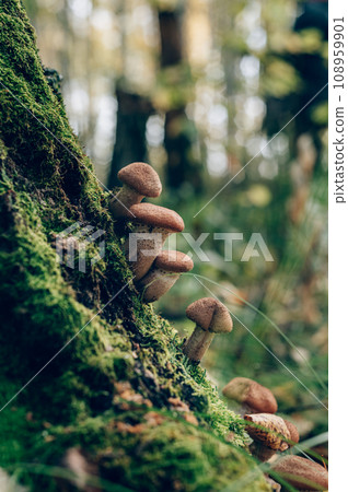 Freshly grown forest honey mushrooms 108959901