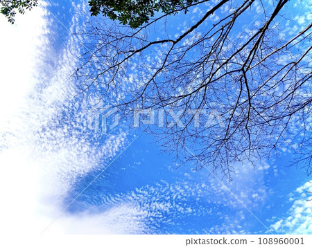 Autumn sky and autumn cloud Autumn sky and autumn cloud 108960001