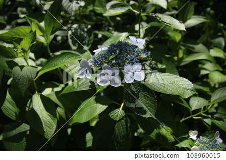 Rainy season flower hydrangea 108960015