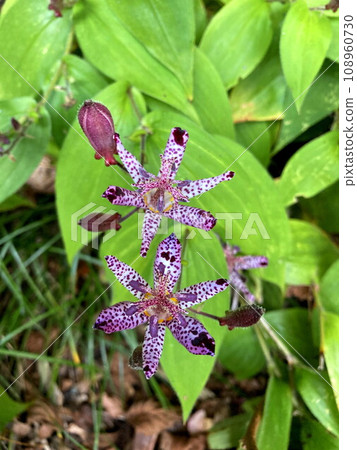 Somehow a charming flower of Hototogisu Somehow a charming flower of Hototogisu 108960730