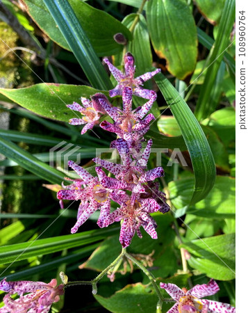 Somehow a charming flower of Hototogisu Somehow a charming flower of Hototogisu 108960764