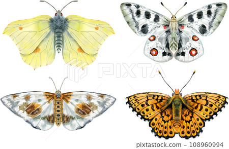 Set of watercolor butterflies different colors, isolated on white Set of watercolor butterflies different colors, isolated on white 108960994