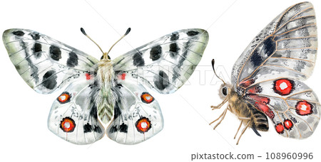 The Mountain Apollo is a butterfly of the family Papilionidae 108960996