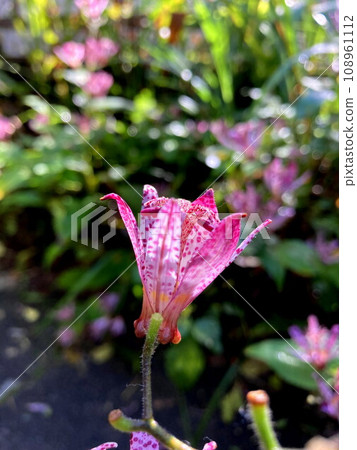 Somehow a charming flower of Hototogisu 108961112
