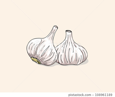 Vector color illustration of garlic. Garlics isolated on white background. Vegetable Icon. Garlic hand drawn vector illustration set. 108961189
