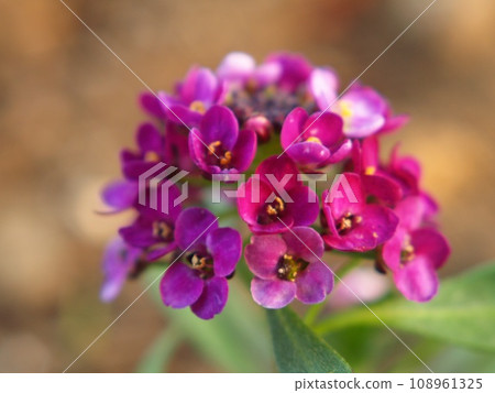 小五朵花 108961325