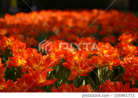 橫濱公園,花,四月,春天,鬱金香,粉紅色,紅色,黃色,白色,橫濱,風景,日本,神奈川,天空,藍色,雲,雅 橫濱公園,花,四月,春天,鬱金香,粉紅色,紅色,黃色,白色,橫濱,風景,日本,神奈川,天空,藍色,雲,雅 108961755