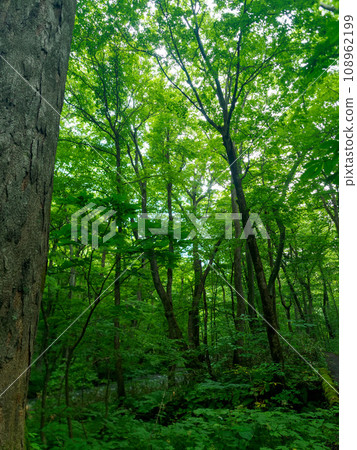 奧入瀨溪流森林 108962199