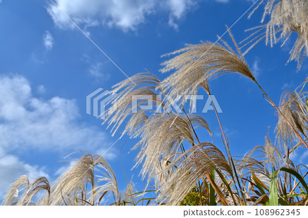 Susuki在藍天閃耀 Susuki在藍天閃耀 108962345