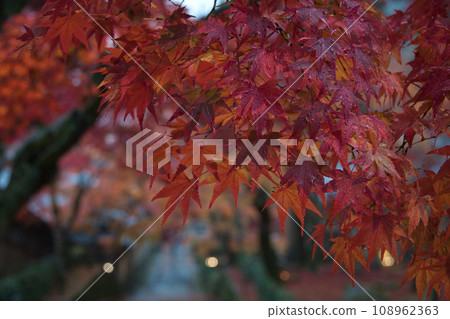 Autumn leaves at Eigenji Temple, Shiga 108962363