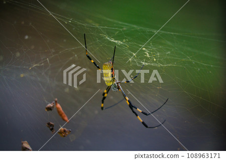 A female spider spins a web and waits for prey. A female spider spins a web and waits for prey. 108963171