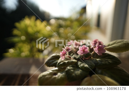 African Violet flower closeup under sunlight African Violet flower closeup under sunlight 108963178
