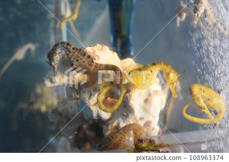 Seahorses swimming happily at the Seahorse House in Kagoshima Prefecture Seahorses swimming happily at the Seahorse House in Kagoshima Prefecture 108963374