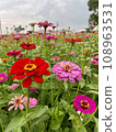 花 108963531