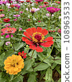 花 108963533