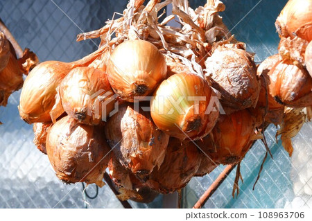 幹洋蔥 幹洋蔥 108963706