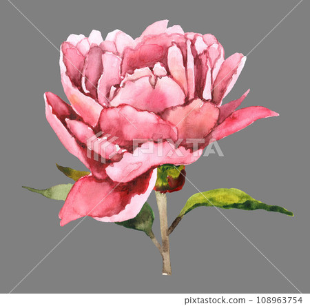 Hand drawn watercolor pink peony 108963754