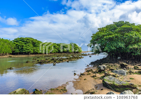 天然紀念物 宮良川 晝木森林 沖繩縣石垣島 108963768